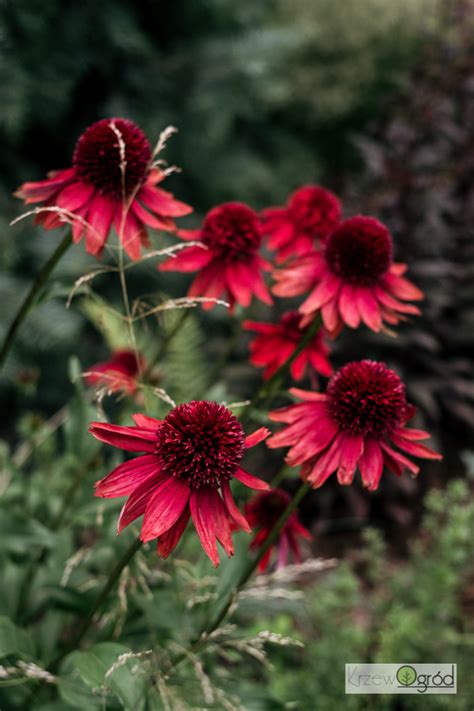 Jeżówka Eccentric Echinacea KrzewOgród