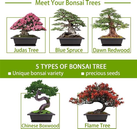 Buy Meekear 5 Bonsai Tree Kit With Complete Plant Growing Tools Grow