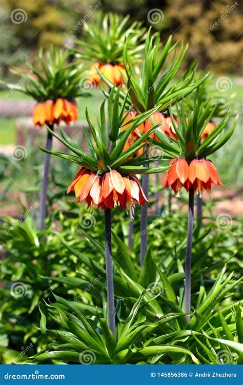 Crown Imperial Flowers Fritillaria Imperialis Stock Photo Image Of