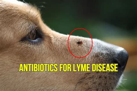 Best 3 Antibiotic Treatments For Lyme Disease In Dogs