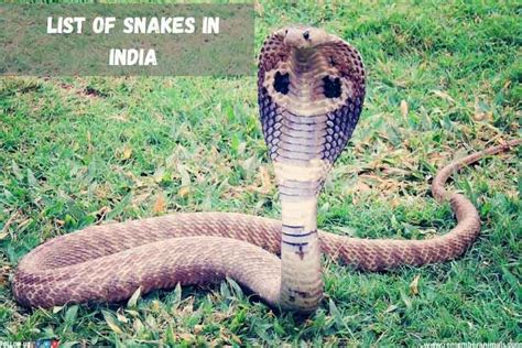 List of Snakes in India - Remember Animals