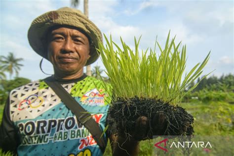 Petani Padi Binaan Pt Vale Di Morowali Beralih Ke Sistem Pengolahan