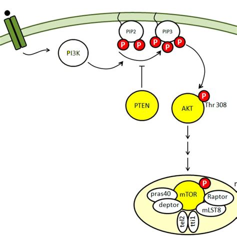 Schematic Illustration Of The Mtor Signaling The Proteins Investigated