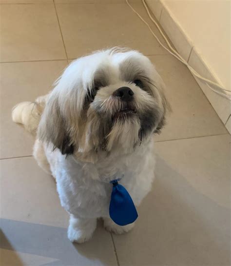 Le Shih Tzu Caract Re Prix Sant Alimentation Patoobox