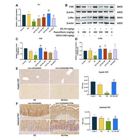 Paeoniflorin Restored The Expression Of Fxr And Lxr A The Mrna