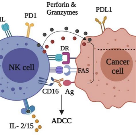 Nk Cells And Cancer Cell Interaction Nk Cells Produce Download