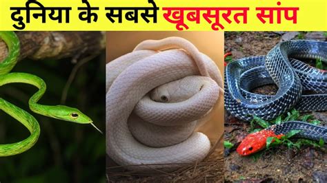 Duniya Ke 5 Sabse Khubsurat Saamp Top 5 Most Beautiful Snakes In