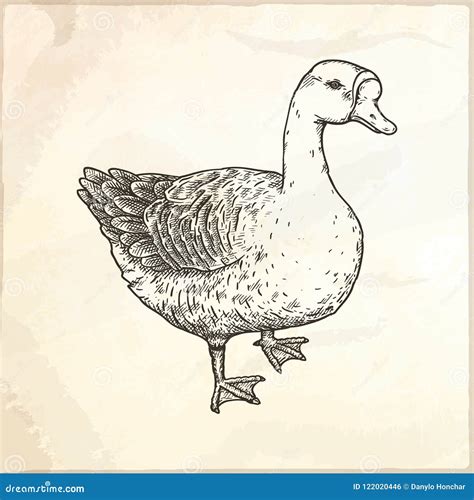 Hand Drawn Vector Illustration Of Goose Stock Vector Illustration Of Feathered Farm 122020446