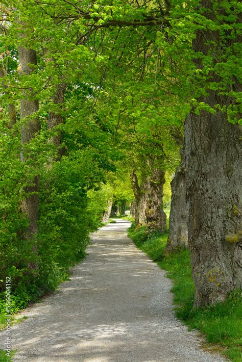 Lakeside Path With Trees Stegen Am Ammersee Lake Ammersee