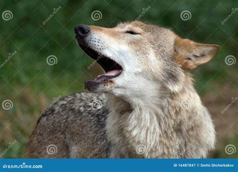 Wolfs howl stock image. Image of grey, hunter, howl, head - 16487847