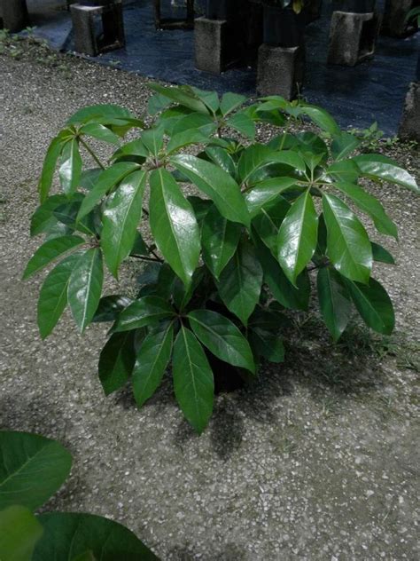 Schefflera Actinophylla Amate Umbrella Tree Plantvine