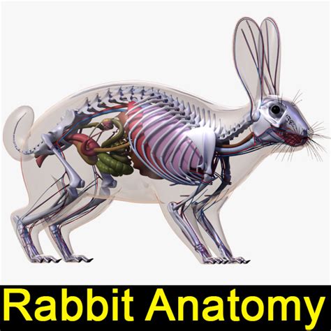 max rabbit anatomy