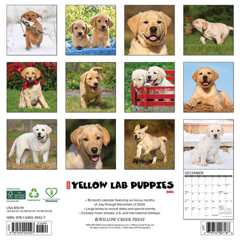 Labrador Retriever Blonde Welpen Kalender Kaufen Einfach Online