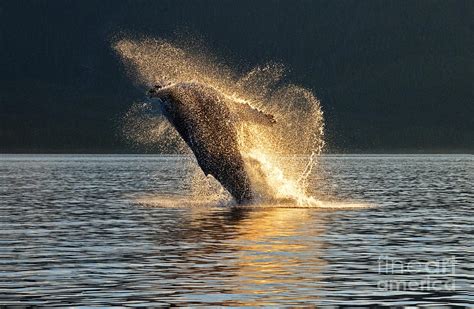 Humpback Breaching At Sunset Photograph by Melody Watson