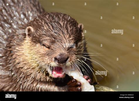 Otter eating Fish Stock Photo - Alamy