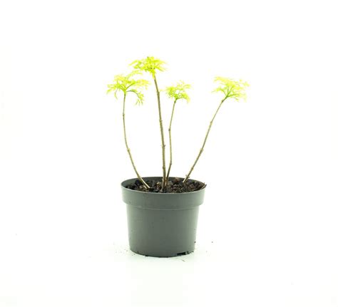 Sambucus Nigra Golden Tower Plant Wholesale Floraccess