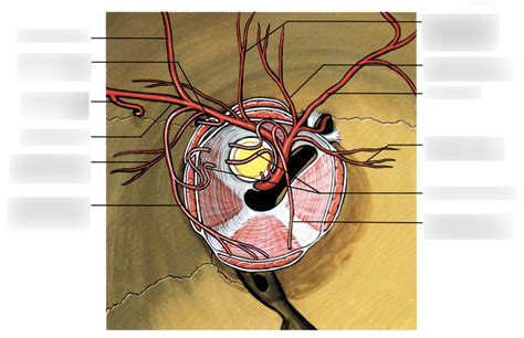 Branches Of The Ophthalmic And Lacrimal Arteries Diagram Quizlet