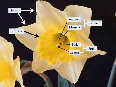 Flower With Both Male And Female Parts Chapter 38 Angiosperm Reproduction It Has A Male