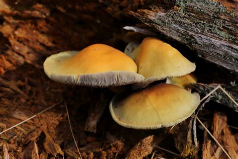 Hypholoma Sp October Svanemosen Kolding Denmark Erland