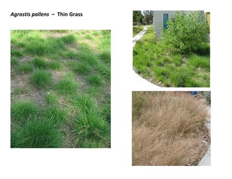 Agrostis Pallens Web Show Pdf