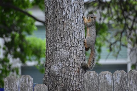 Squirrel Tree Wildlife - Free photo on Pixabay