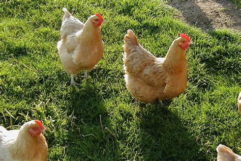 Circa 280 000 Kippen Gedood Na Ontdekking Vogelgriep In Lunteren