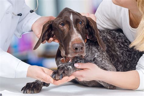 Medical Training für Hunde Entspannt zum Tierarzt zooplus Magazin