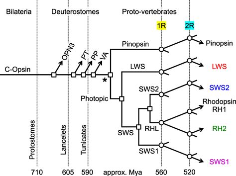 Deuterostome C Opsin Evolution Duplications From An Ancestral C Opsin