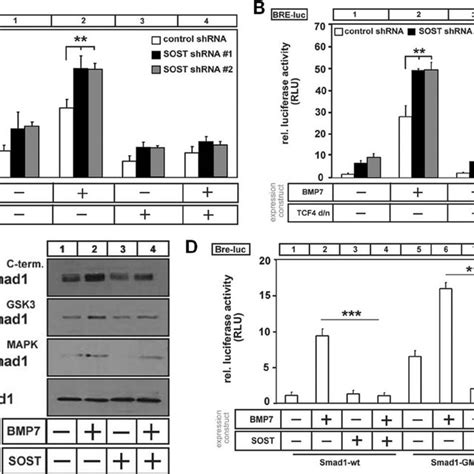 Knock Out Of Sost Expression Leads To Elevated Bmp And Wnt Signaling In