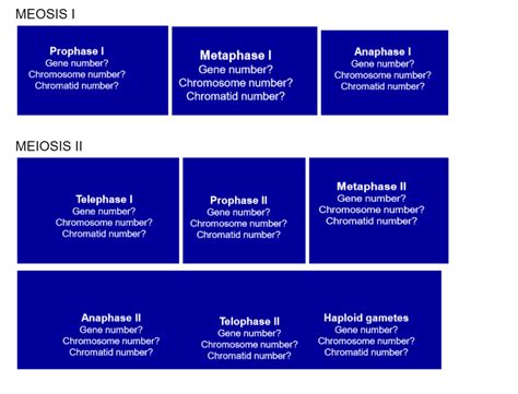 [Solved]: MEOSIS I MEIOSIS II