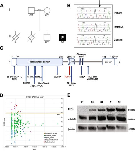 Identification Of A Homozygous Stk Gene Mutation In A Patient From