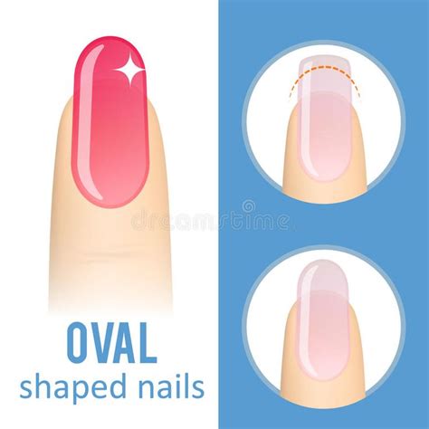 Nail shape oval. Nail manicure. How to make oval nail shape. Vector ...