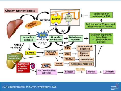 Mitochondrial Oxidative Injury A Key Player In Nonalcoholic Fatty