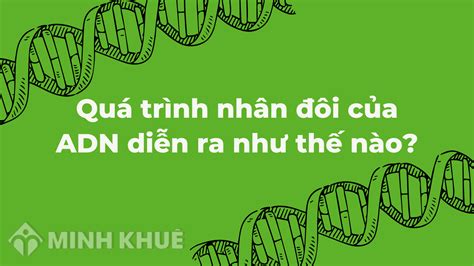 Tìm hiểu nguyên tắc nhân đôi adn Nguyên tắc cơ bản và ứng dụng