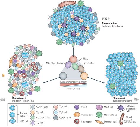 B细胞淋巴瘤的肿瘤微环境cell相互作用the