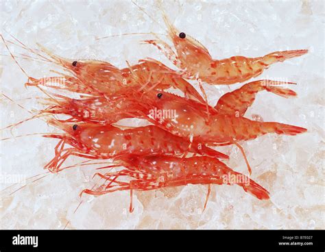 Botan Shrimp Hi Res Stock Photography And Images Alamy