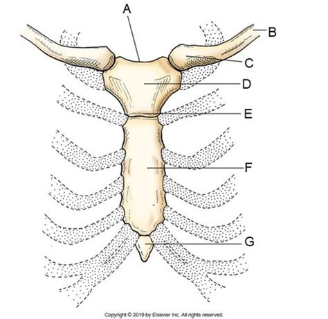 Bony Thorax Exam Flashcards Quizlet