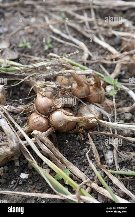 Onion Allium Cepa Crop Drying In Garden Stock Photo Alamy