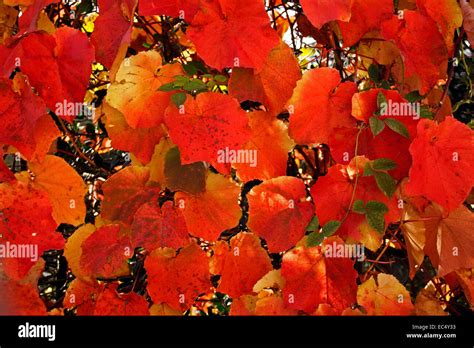 Autumn in red Stock Photo - Alamy