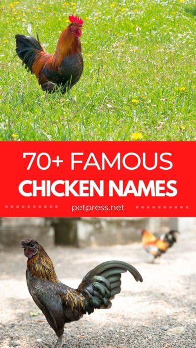 70+ Famous Chicken Names: Famous Names For A Farm Chicken