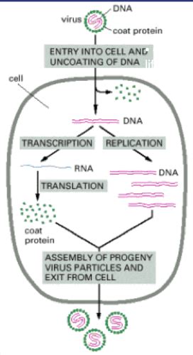 Viral Replication Flashcards Quizlet