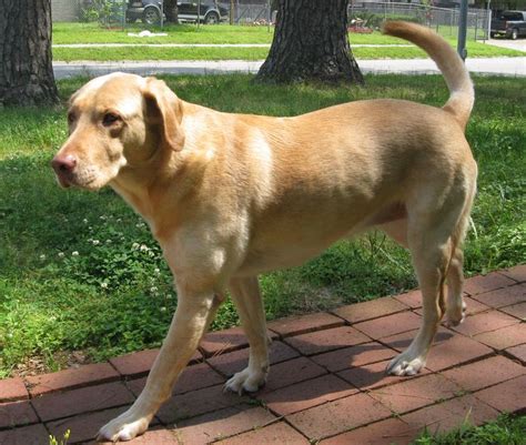 Phoebe A Dudley Labrador Retriever This Is A Genetic Mutation That