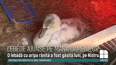 Două lebede rănite au fost aduse zilele trecute la Grădina Zoologică