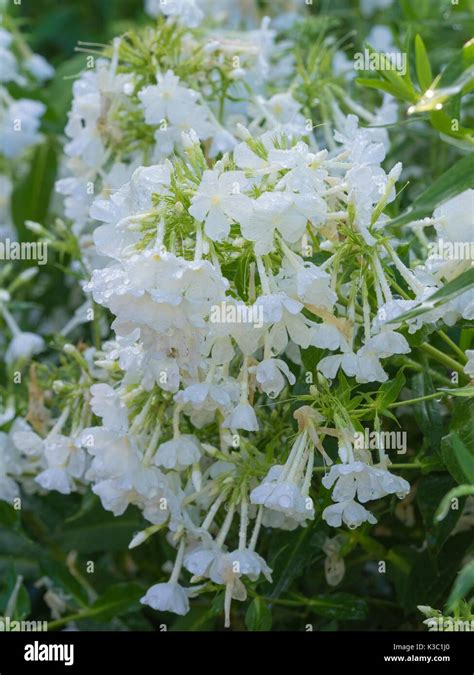 Phlox Paniculata Mount Fuji Perennial Phlox Mount Fuji Stock Photo