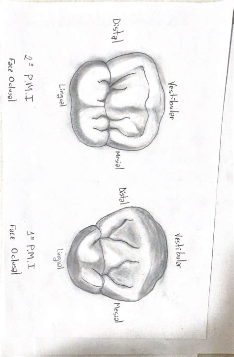 Desenhos Pr Molares Inferiores Anatomia E Escultura Dental