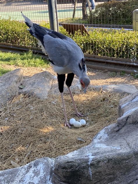 東武動物公園【公式】リュウくん On Twitter 今年はどんなハッピーがあるかしら？ 去年生まれのジョジョ。 ちやほやされる末っ子の座