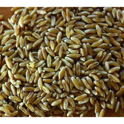 Wheat; Einkorn – Great American Seed Up