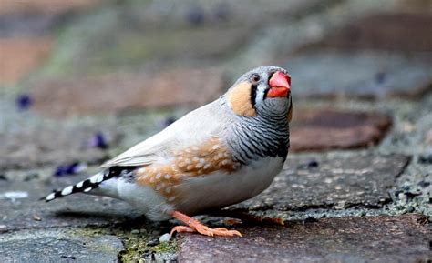 Zebra Finch Bird Heaven Free Photo On Pixabay Pixabay