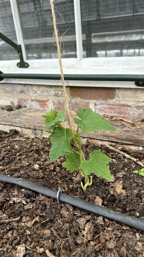 A Guide to Growing Perfect Greenhouse Cucumbers — Meadowlark Journal