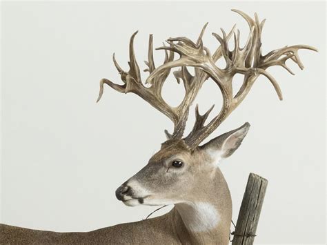 Photos and Stories of the Biggest Whitetail Deer